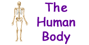 The Human Body