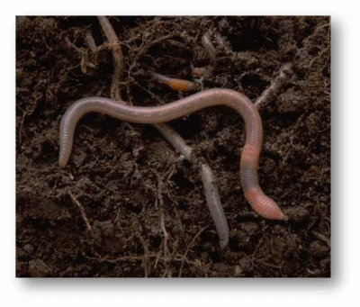 Earthworm