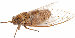 Cicadas