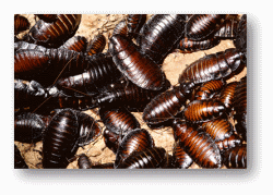 Cockroaches