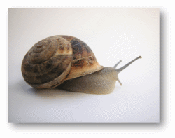 Snails