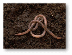 Earthworms