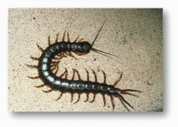 Centipedes