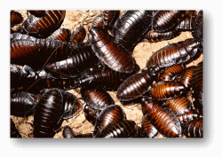 Cockroaches