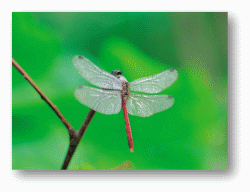 Dragonflies