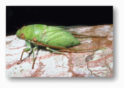 Cicadas