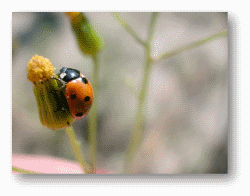 Ladybirds