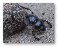 Dung Beetles