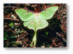 Luna Moths