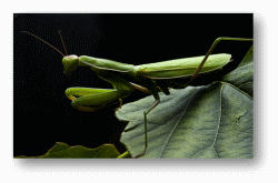 Praying Mantises