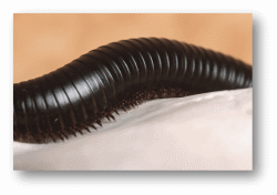 Millipedes