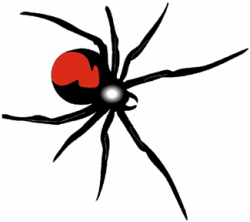 Black Widow Spiders