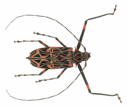 Harlequin Beetles