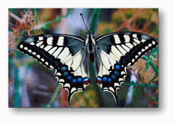 Swallowtail Butterflies