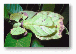 Green Leaf Insects