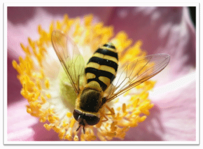 Bee