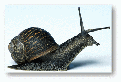 Snail