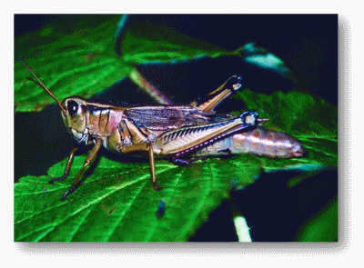 Grasshopper