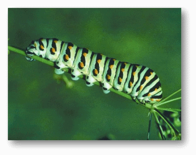 Caterpillar