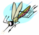 Mosquito