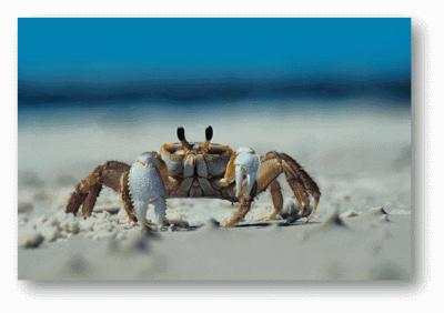 Crab