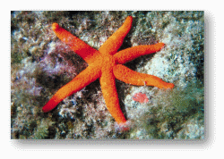 Seastars