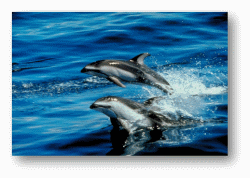 Dolphins 