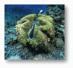 Giant Clams