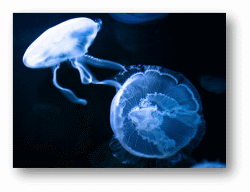 Jellyfish