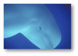 Beluga Whales