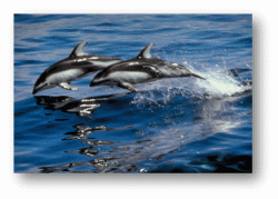 Dolphins