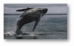 Whales