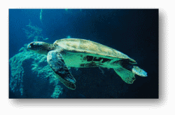 Green Sea Turtles