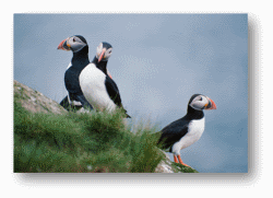 Puffins