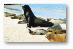 Seals