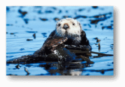 Sea Otters