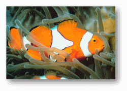 Clownfish