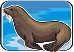 Sea Lion