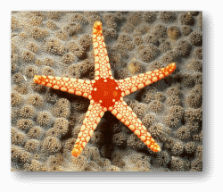 Sea Stars