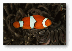 Clownfish