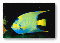 Angelfish