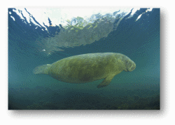 Dugongs