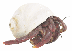 Hermit Crabs