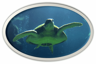 Green Sea Turtle