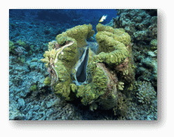 Giant Clams