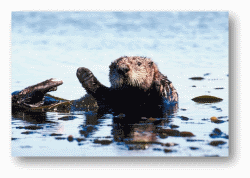 Sea Otters