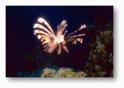 Lionfish