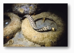 Sea Snakes