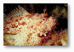 Scorpion Fish