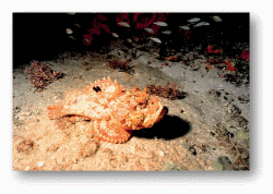 Stonefish